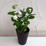 Set 3 of Maid of Orleans Jasmine Plant Live Indoor 4 to 7 Inc Long, Climbing Jasmine Live Plant