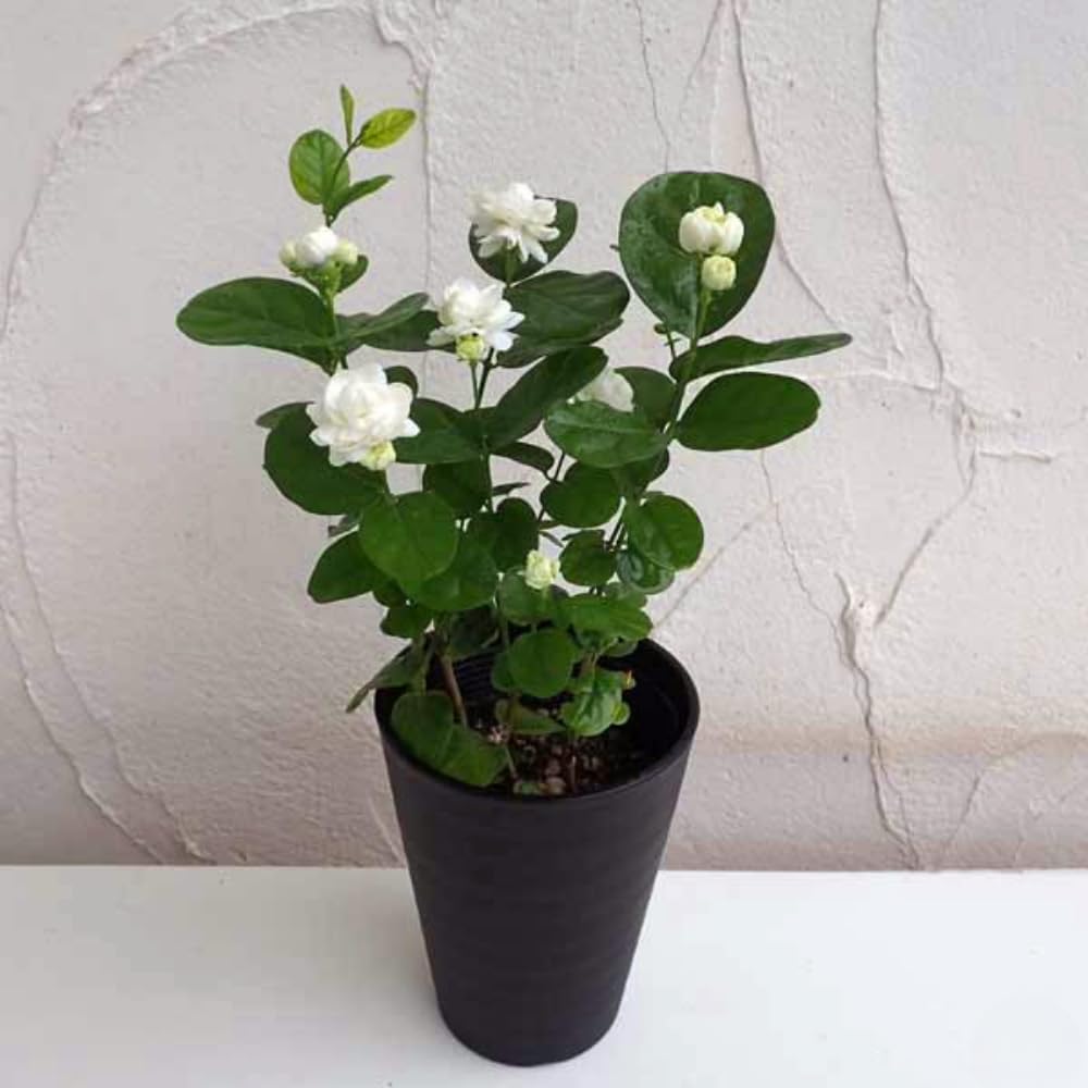Set 3 of Maid of Orleans Jasmine Plant Live Indoor 4 to 7 Inc Long, Climbing Jasmine Live Plant
