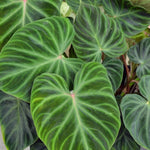 Large Heart-Shaped Philodendron Plant Live, Rare Tropical Variegated Live Indoor Houseplant, Starter Plants No Pot, 5-9" in Tall