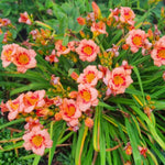 Set 10 Strawberry Daylily Bulbs for Planting, Hardy Perennial Lily Roots for Colorful Summer Blooms