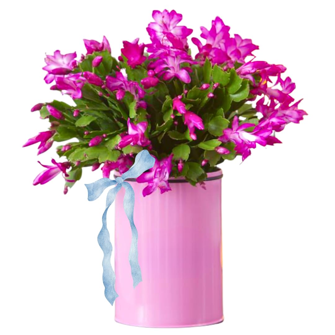 True Thanksgiving Cactus Plant Live in 4" Pot, Ready to Bloom, Holiday Christmas Cactus Plants Live, Vibrant Blooms (Pink)