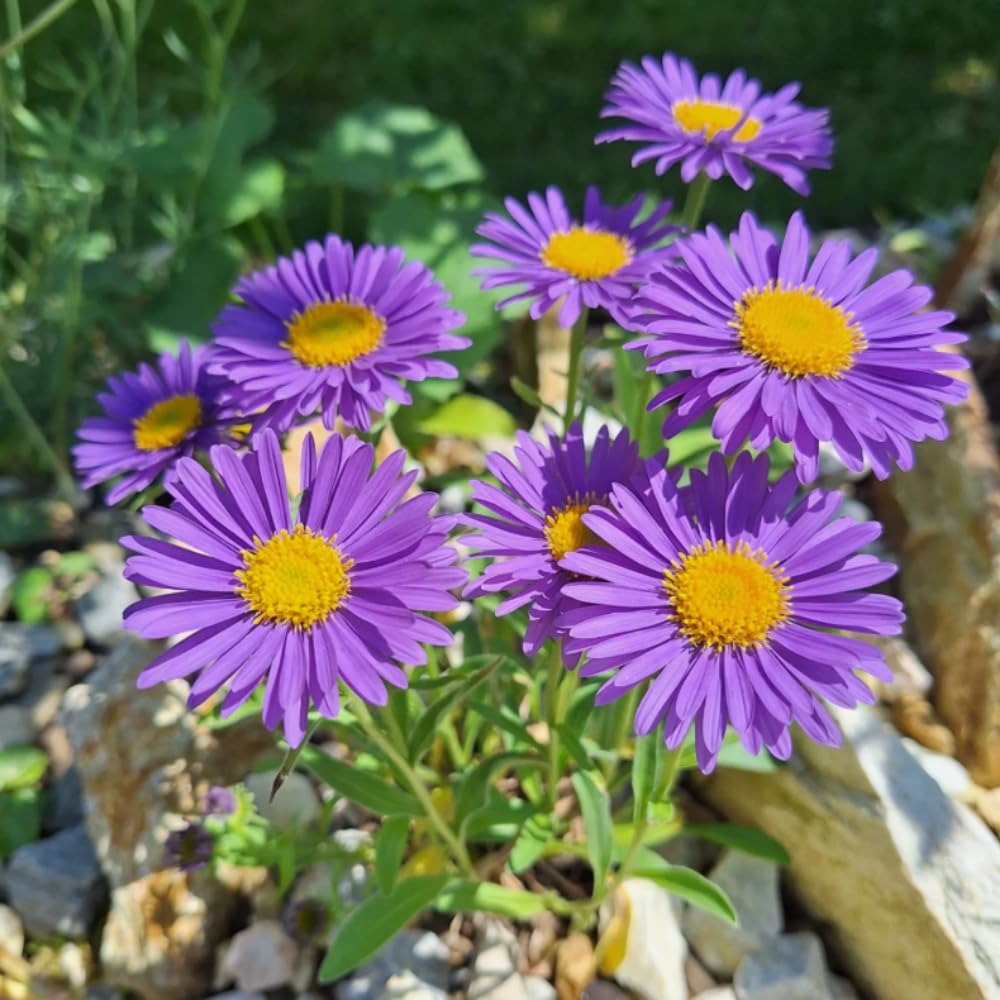 3 Asters Perennial Live Plants, Purple Aster Plants Live for Growing Outdoors Indoors, 4 to 6 Inc Tall Seedling