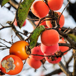 2 Live Persimmon Trees Plants, 1 Year Old Seedling, 8-12 Inches Tall for Indoor and Outdoor Planting Zones 7-10