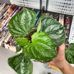 Rare Peperomia Plant Live, Silver Green Peperomia Live Plant for Indoor Growing, Easy Care Houseplant, 3 to 5 Inches Tall