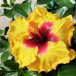 Hibiscus Plants Live, Hibiscus Plants Live, Easy to Plant, Hibiscus Tree Live Plant, Perennial Flower Tree, 6 to 8 Inch Tall, Tequila Sun Gorgeous Hibiscus