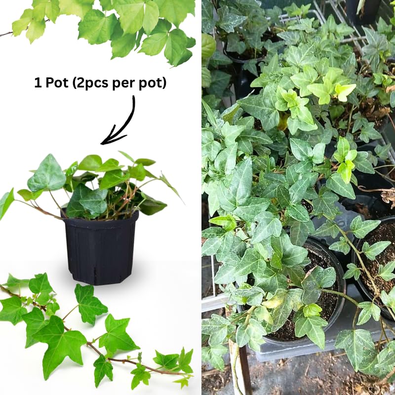 English Ivy Live Plant, 1 Pot English Ivy Vines, Perennial Climbing Ivy for Garden, Trellis, Containers