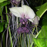 Bat Orchid Plant Live for Planting, in 2 Inch Pot, Tacca Chantrieri Flower Live Plants, Houseplants Live to Grow (White)