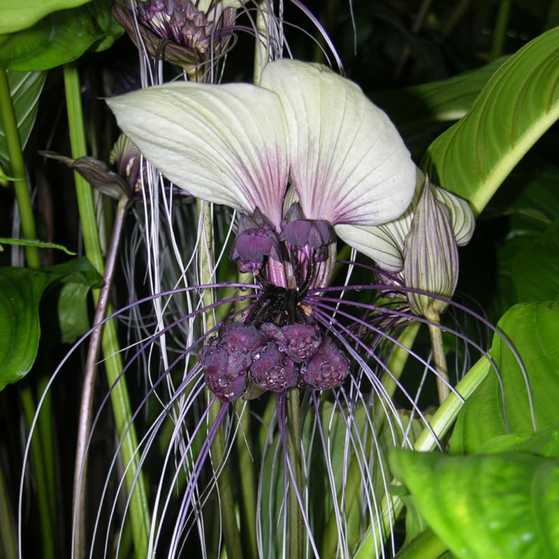 Bat Orchid Plant Live for Planting, in 2 Inch Pot, Tacca Chantrieri Flower Live Plants, Houseplants Live to Grow (White)
