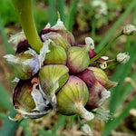 20 Egyptian Walking Onion Topset, Winter Allium Vegetables Bulbs