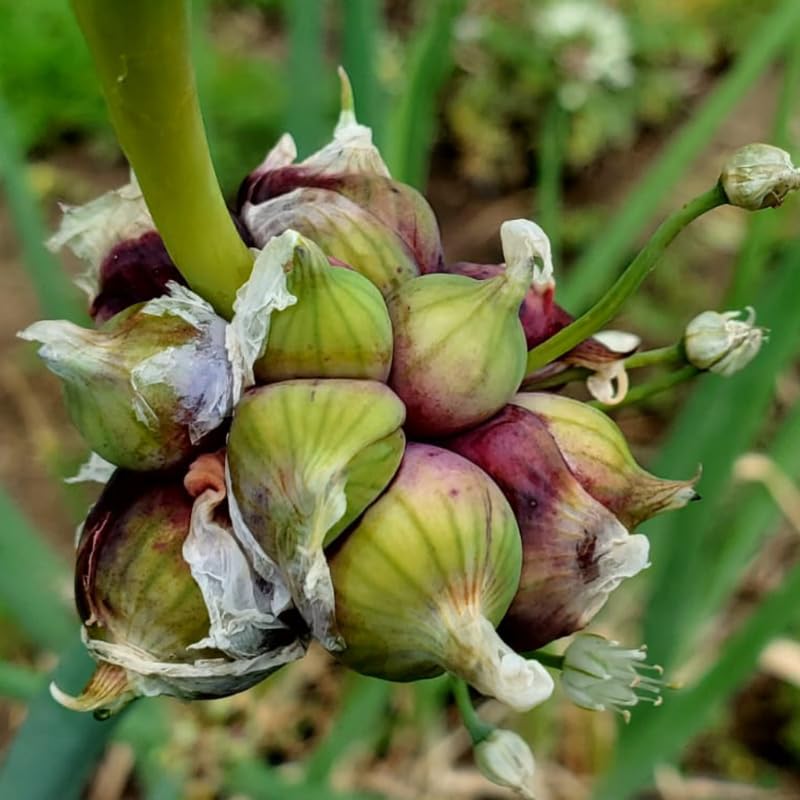 20 Egyptian Walking Onion Topset, Winter Allium Vegetables Bulbs