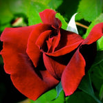 Black Red Velvet Climbing Rose Live Plant, 6 Months Old Starter, Fragrant Purple Climbing Roses for Planting Outdoor, No Pot