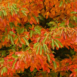 Set 5 of 1 Year Old Sassafras Tree Live Plant Bare Root, Fragrant, 12-18" Yellow Red Color in Fall, Seedling Sassafras Plants