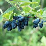 Live Sweet Honeyberry Plant, Blue Honey Berry Tree, Perennial Haskap Plants, 6 to 8 Inch Tall for Growing