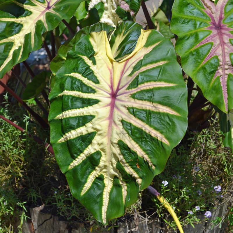 Colocasia Live Plant, 4-8'' Tall, Elephant Ear Plant, Esculenta Taro Alocasia Housplant, Indoor Outdoor Planting (Green Leaf with Pink Veining)