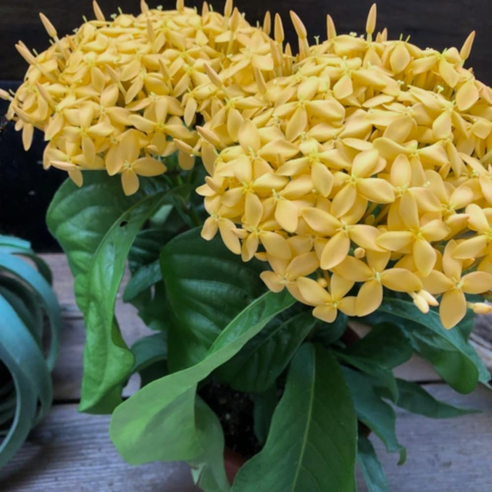 3 Live Ixora Plants, 5-7 Inc, Yellow Ixora Live Plant, Tropical Shrub Plant for Gardening