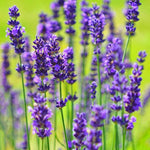 Set 2 Lavender Plants Live, Fragrant Lavandula Trees Live Plants for Planting Indoor Outdoor, Flowers Perennial Well-Rooted 4-7" Tall (Phenomenal Lavender)