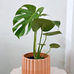 Green Monstera Plant Live, Monstera Live Plant, Houseplants, 5 to 7 Inc Tall for Gardening