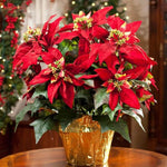 Dwarf Red Poinsettia Plant Live 4-8 Inches, Vibrant Poinsettia Flowers for Holiday, Live Indoor Houseplant, No Pot