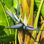 Sets 2 White Bird of Paradise Plants Live, Striking Blue White Blooms, 5 to 9 Inc Tall, No Pot, Tropical Houseplant, Exotic and Vibrant Color