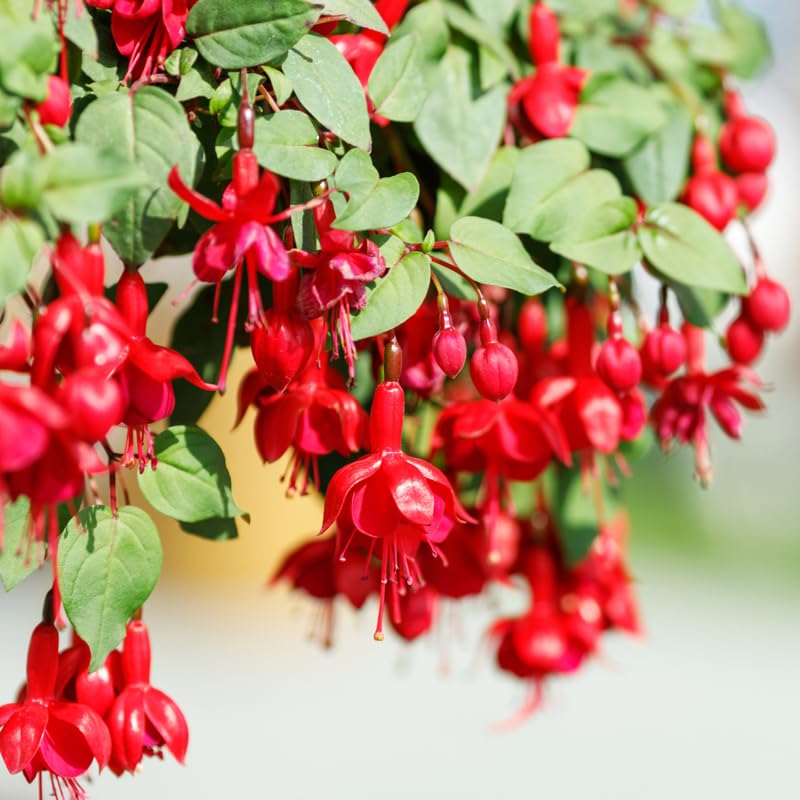 Set 2 Red Fuchsia Plants Live 4-7 Inches Tall, Colorful Hanging Flower Plants for Patio, Garden and Containers