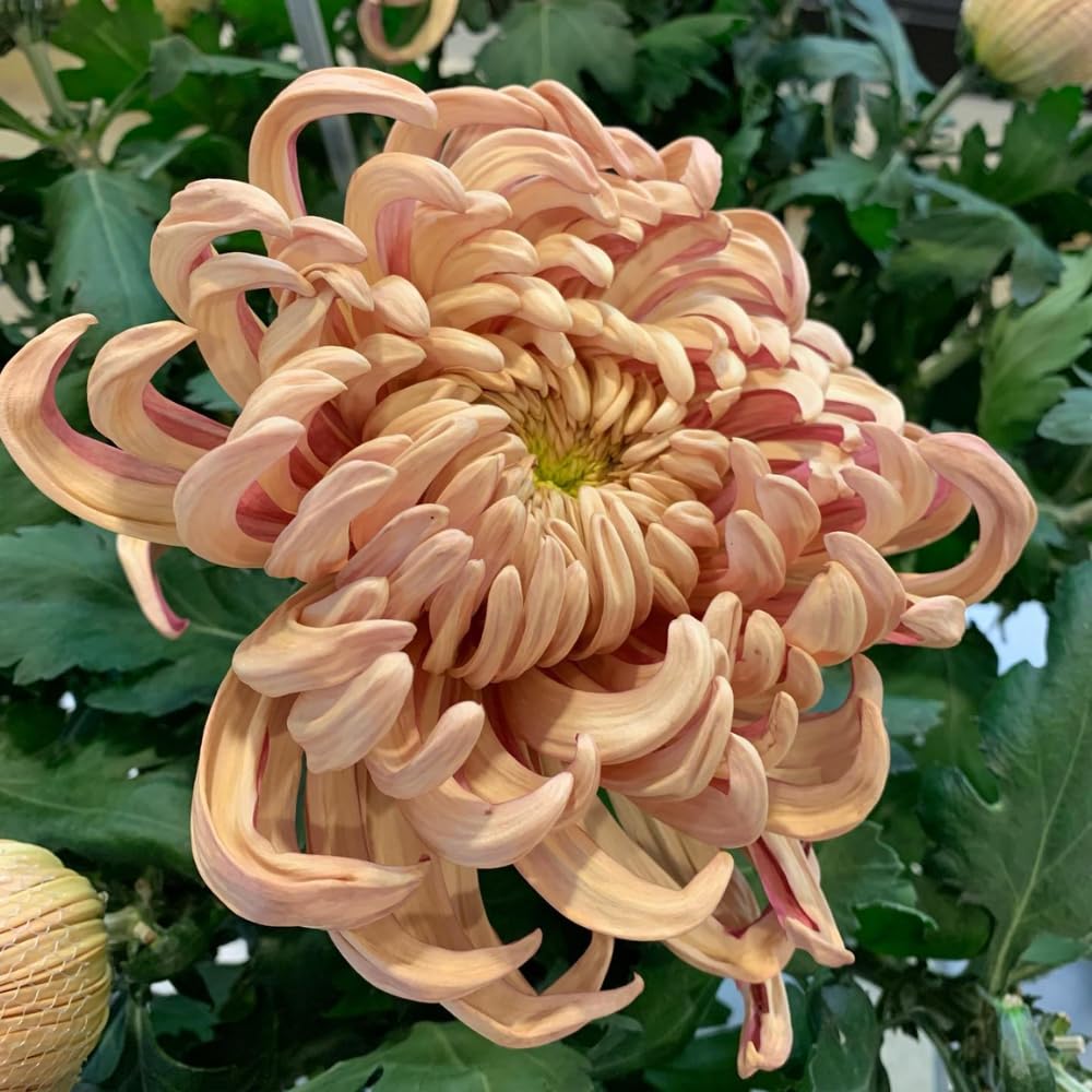 2 Mums Plants Live, Double Orange Chrysanthemum Plants Live, 5 to 7 Inc Long, Chrysanthemum Flower Live Plant Mum Live Plant
