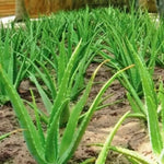 Aloe Vera Plant Live, 4 Inc Potted, Live Aloe Vera Plant Indoor, Succullent Plant Live