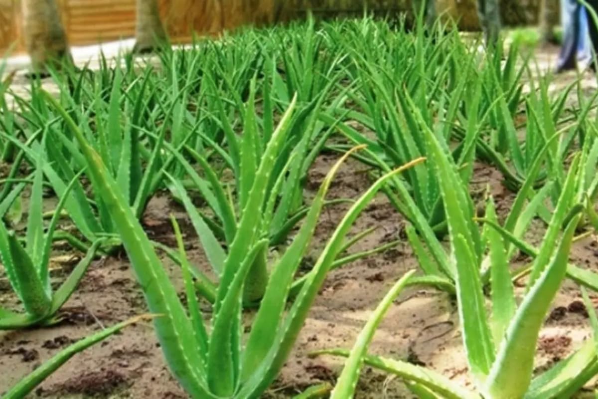 Aloe Vera Plant Live, 4 Inc Potted, Live Aloe Vera Plant Indoor, Succullent Plant Live
