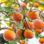American Persimmon Tree Live Plant, 1 Year Old Persimmon Ready to Plant, Hardy Persimmon Fruit Plant in Quart Pot