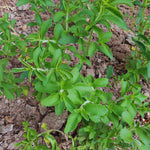 Set 2 of Stevia Plants Live, Herb Plant Live Stevia Plant for Garden