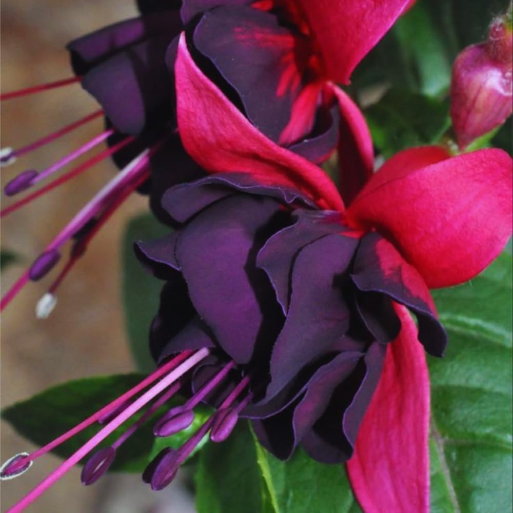 4 Black Fuchsia Plants Live, Fuchsia Flower Plant, 4 to 7 Inches Tall, Growing Indoor Outdoor
