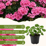 Pink Geranium Plant - 4 Inch Pot, Live Vibrant Geranium Plant, 4-6" Tall Well Rooted Geraniums Starter Plant for Colorful Patio and Garden Flower