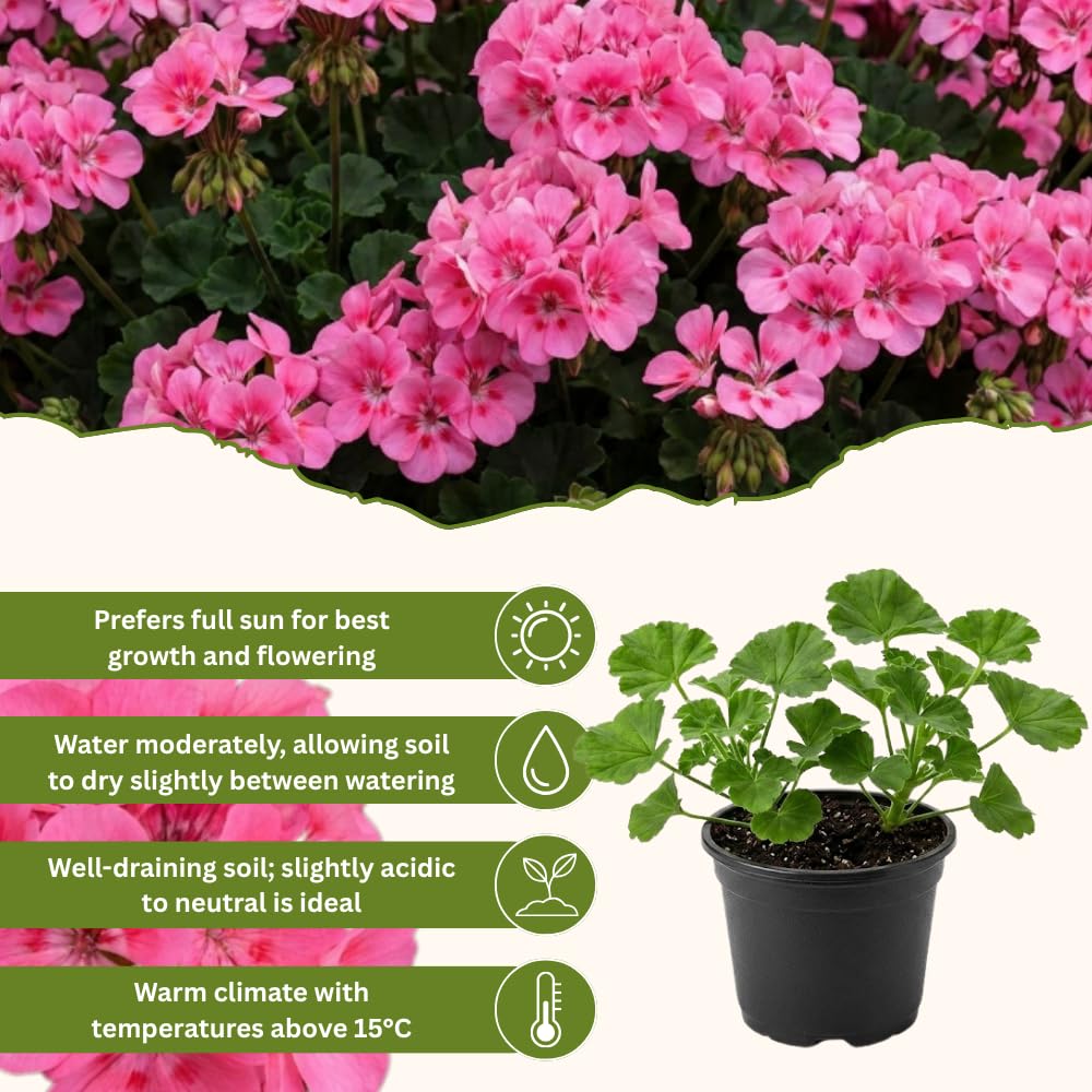 Pink Geranium Plant - 4 Inch Pot, Live Vibrant Geranium Plant, 4-6" Tall Well Rooted Geraniums Starter Plant for Colorful Patio and Garden Flower