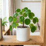 Pack of 2 Money Plants Live, Pilea Peperomioides Plant Live, Pilea Plant Live, 4-6 Inc Tall, Easy Care Indoor Houseplant for Home and Office Decor