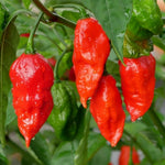 1 Large Plant Dragon Breath Pepper Live Plants Per Pot, 100 Days Old Pepper Plant Well Rooted Seedlings, Hot Peppers for Year Round Harvesting