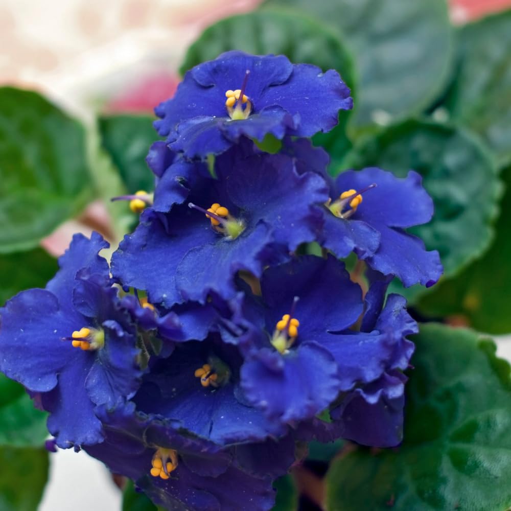 African Violets Live Plant, Blue African Violet Plant, 3-5 Inches Tall, Vibrant Blooms, Easy Care Indoor Flowering Plants for Home and Office Decoration