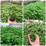 Big Clumps Random Mint Plants Live in Pot, Well-Rooted Herb for Home Gardens, Heirloom Mint Indoor Outdoor, Fresh Mints