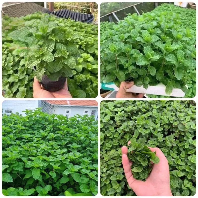Big Clumps Random Mint Plants Live in Pot, Well-Rooted Herb for Home Gardens, Heirloom Mint Indoor Outdoor, Fresh Mints