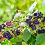 2 Thornless BlackBerry Plants Live for Planting, BlackBerry Bushes Live Plants 5 to 8 Inc Tall, Blackberries Fruit (Triple Crown BlackBerry)
