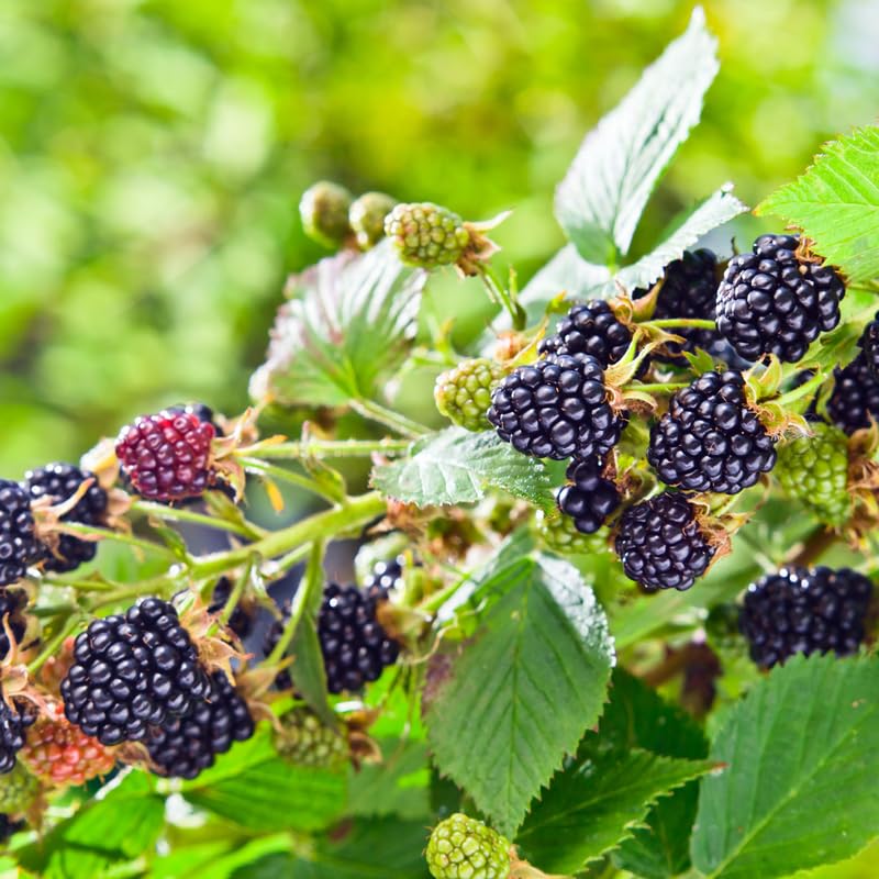 Set 4 BlackBerry Plants Live, Thornless BlackBerry Bushes Live Plant 5 to 10 Inches Tall, Sweet Blackberries Fruit Trees for Planting (Triple Crown BlackBerry)