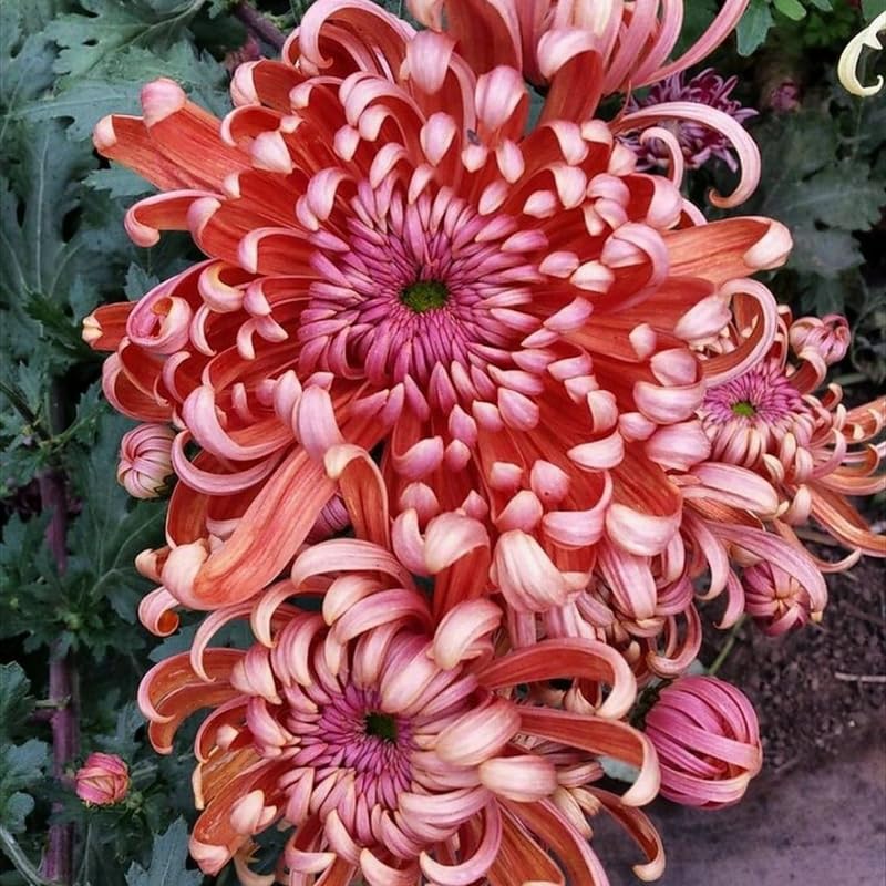 Pack 3 Peach Chrysanthemum Plants, Mums Plants Live, 3 to 6 Inch Tall Garden Mum Live Plant, Vibrant Fall Blooms, Hardy Chrysanthemum Flowers, No Pot