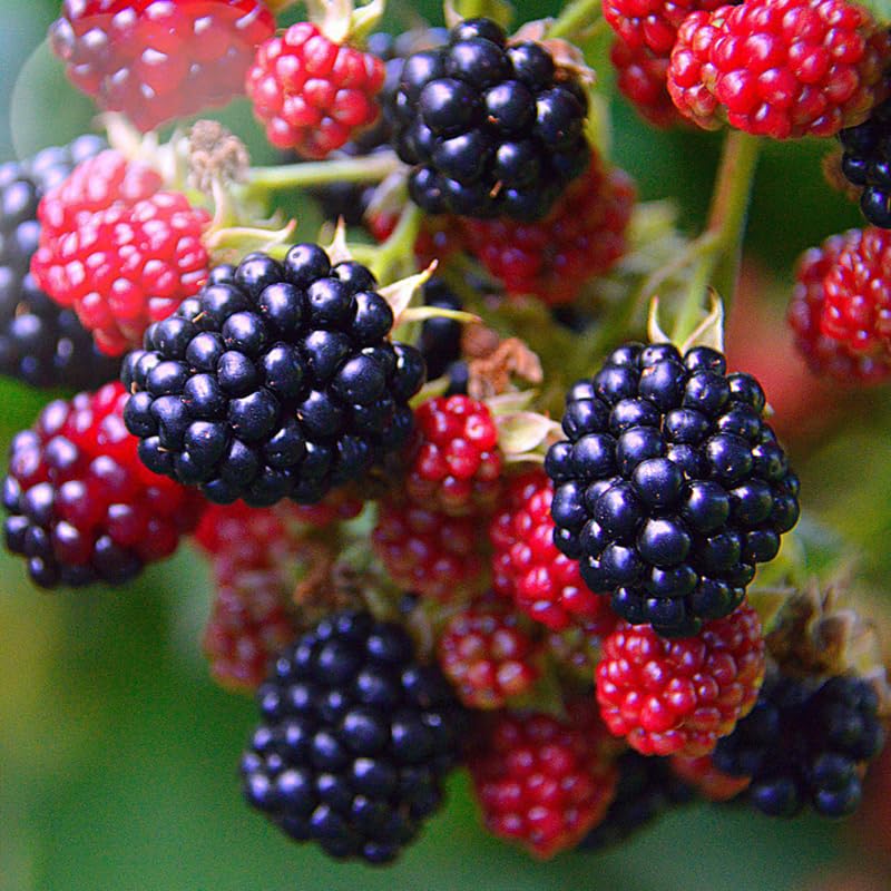 2Pcs Thornless BlackBerry Plants Live for Planting, BlackBerry Bushes Trees, 5 to 8 Inches Tall, Blackberries Fruit Well-Rooted (Osage BlackBerry)