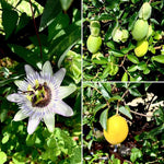 Yellow Passion Fruit Plant Live, Tropical Fruit Vine for Planting, 5-10" Tall, Sweet Edible Fruits
