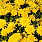 Pack 3 Yellow Chrysanthemum Plants, Mums Plants Live, 3 to 6 Inch Tall Garden Mum Live Plant, Vibrant Fall Blooms, Hardy Chrysanthemum Flowers, No Pot