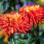 Chrysanthemum Flower Plant, Dark Orange Mums Plant Live for Gardening Outdoor, 5 to 7 Inc Tall Chrysanthemum Plants Live, No Pot Mum Live Plant