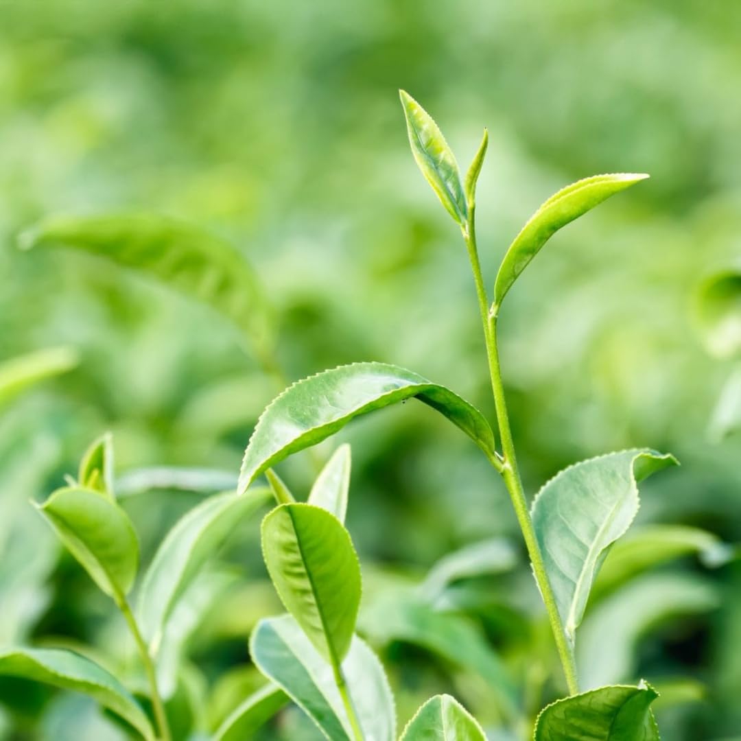 Green Tea Plant Tree Live Plant, 4 to 6 Inches in Height, Tea Plant Live, Camellia Sinensis Live Plant
