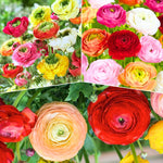 Pack of 30 Ranunculus Flowers Bulbs for Spring Planting, Ranunculus Bulbs for Planting, Spring Blooms Vibrant Perennial Bulbs for Garden Borders (Mixed)