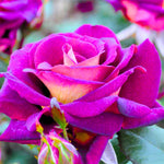 Climbing Rose Live Plant, 6 Months Old Starter, Fragrant Purple Climbing Roses for Planting Outdoor, No Pot (Dark Night)