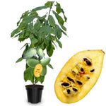 Common Pawpaw Tree Live Plant Size 1 Year Old, 6-12" Tall Dormant Paw Paw Seedling Plants, Well Rooted, Ornamental Fruit Asimina Triloba