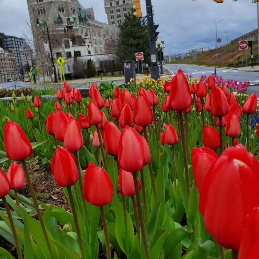 25 Tulip Bulbs for Spring Planting, Red Tulip Bulbs for Fall Planting, Flower Bulbs Growing
