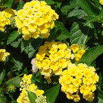 Set 4 Trailing Lantana Plants Live for Planting, Fragrant Lantana Live Plant to Grow Indoor Outdoor, Lantana Flowers Perennial, 4-8" Tall (Yellow Lantana)